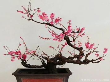 盆栽梅花怎样施肥与浇水？梅花常见虫害的防治