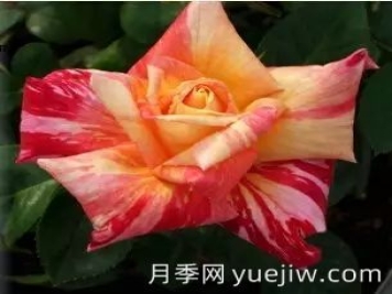 中国自育月季品种：杂种香水月季