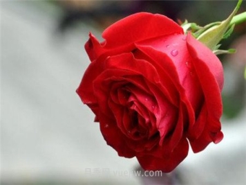 月季花长虫子了怎么办