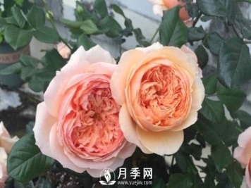 花开很漂亮很好养的真宙月季
