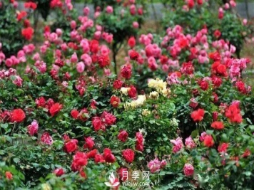 月季虽好“坑”太多，想养好就要避开6个“坑”