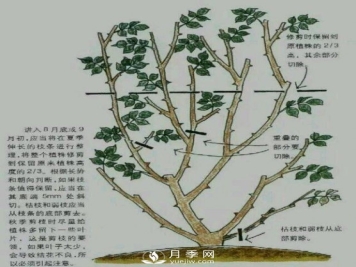 入秋了 月季要这样做 还能再开一波