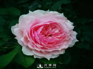 藤本月季威基伍德 萌萌瞬间秒杀所有人