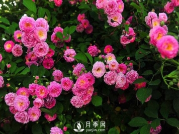 选好这些藤本月季品种 许你一个浪漫月季花墙