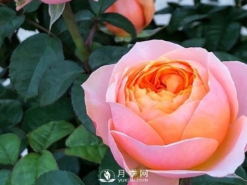 春季，送您3个养月季小窍门，让月季枝粗叶壮