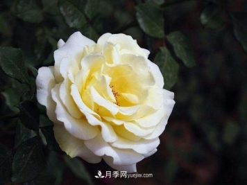 冬天的月季花居然被冻死了，这样养错不了，家里没虫患开花多