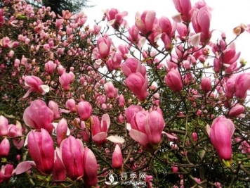 红玉兰树苗叶子干枯掉落应该如何处理？