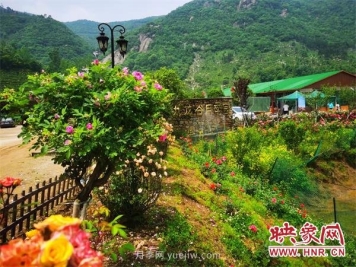 信阳罗山：月季飘香 美丽乡村绽放美丽经济