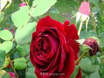 大地主月季，推荐一款红色丰花月季