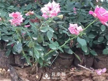 盆栽小月季花如何养殖