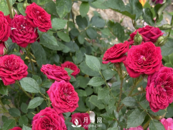 月季花怎么能开更多的花？