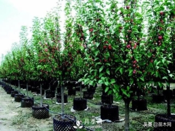 容器苗越来越炙手可热的原因