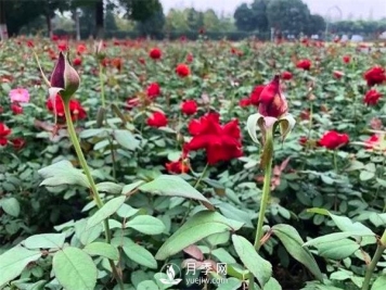 月季花可以扦插么？月季花的扦插步骤和养护！