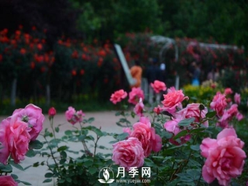 湖南植物园推出“夏之恋”玫瑰·月季绣球花展