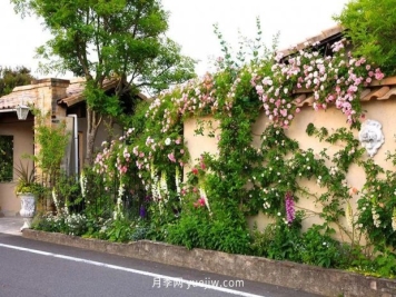 藤本月季凭一己之力撑起了整个花园的颜值，简直太美了