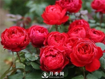 8个有浓郁香气的月季品种推荐