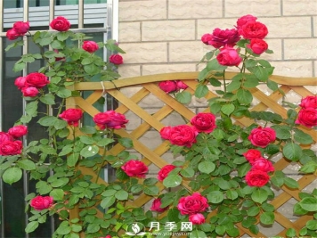 养月季 去除虫害有妙招