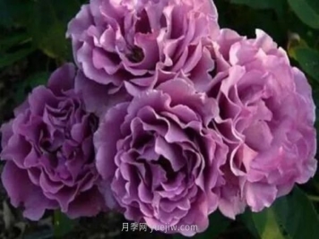 紫色系藤本月季都有哪些？