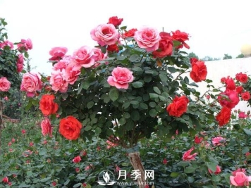早春月季花萌芽的时候 你要这样处理