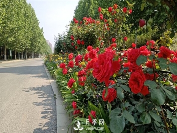 月季成活率低为什么？可能是您浇水不当引起