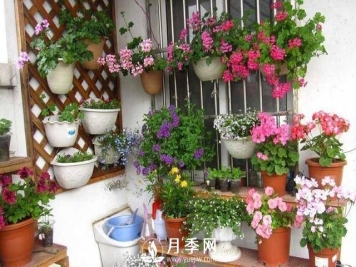 浇水学问大，牡丹花”也能开不停