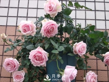 养月季，注意施肥姿势不对，月季不开花，力气还白费！