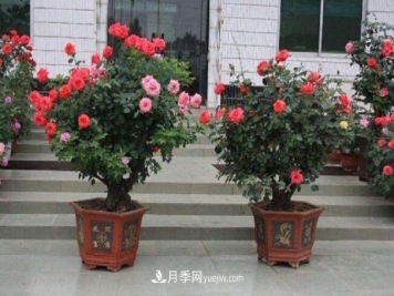 月季花姿色多样！学习催花技巧，一年四季都开花