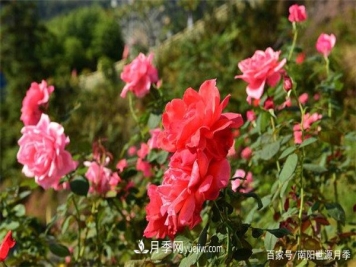 花瓣少的低维护月季到底有哪些优点？