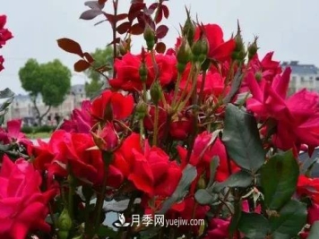 北方地区月季冬季养护技术