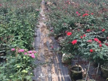 月季容器苗好成活，可如何做好容器苗的育苗