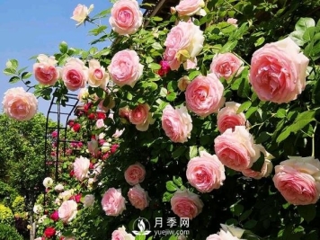 月季花有什么功效与作用？