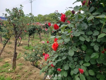 一月份园林工程月季养护管理技术要点