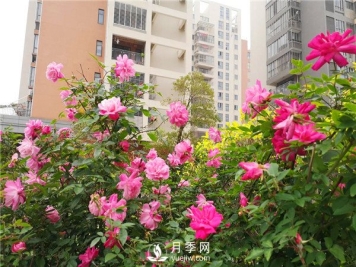月季秋季养护小知识