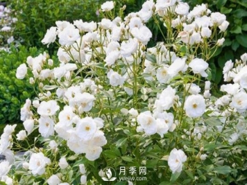 为何丰花月季深受工程采购的青睐？