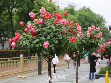 春季给月季花做好4项管理