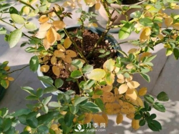 月季从底部开始黄叶是什么原因？