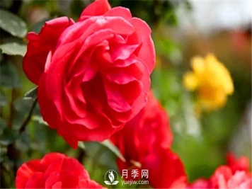 初春月季要修剪，介绍4个方法给你！