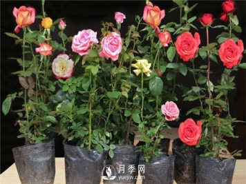 月季花水插繁育技术-月季花水插法