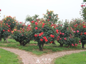 树桩月季，树桩月季怎么选择老桩？