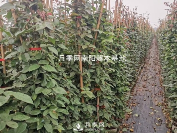 藤本月季养护攻略，千万别错过！