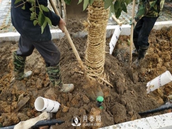 苗木栽植时应做好根部的哪些护理？