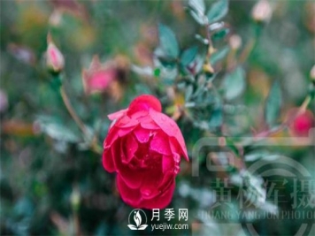 红艳娇美的月季花，四季常开，绚丽的花朵非常美