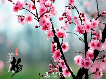 美人梅日常养护要点，大盆厚土催花艳