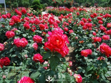 冬季苗木为什么要修剪？修剪时应注意几点？