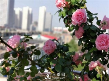 一年开三季的月季花，装扮我的阳台