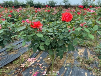 月季花的作用有哪些_南阳月季树如何嫁接