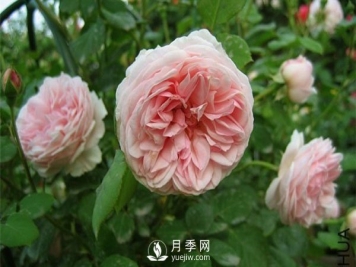 月季之切花月季