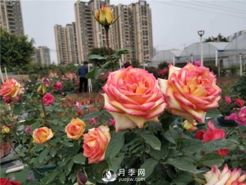 影响月季花嫁接成活率的因素有哪些大家知道吗？