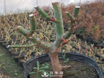 切花月季的栽培技术有哪些需要大家了解的您知道吗？
