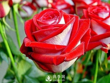 现代月季按开花样式通常分以下类型，快来看看吧